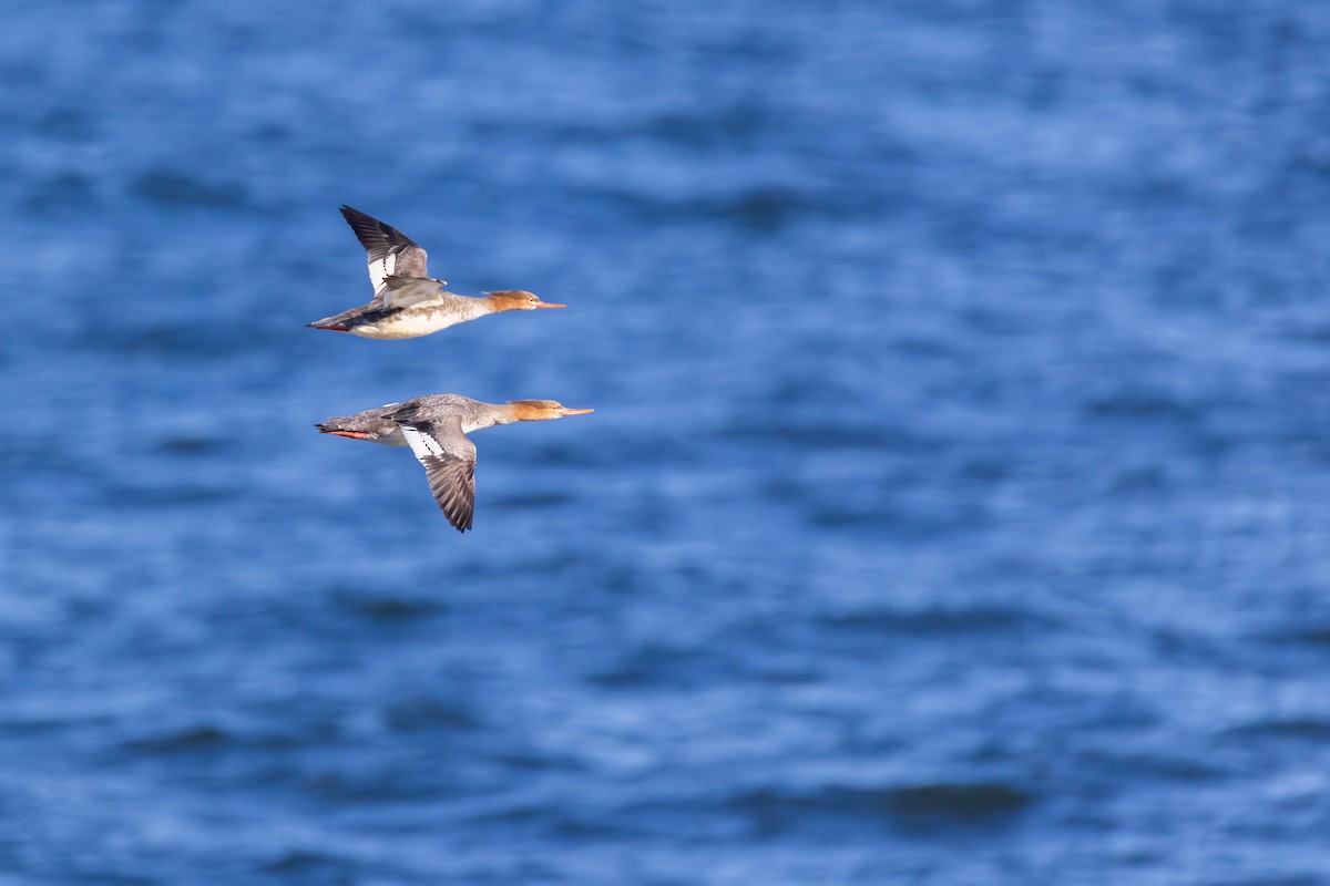 מרגון בינוני - ML645294466