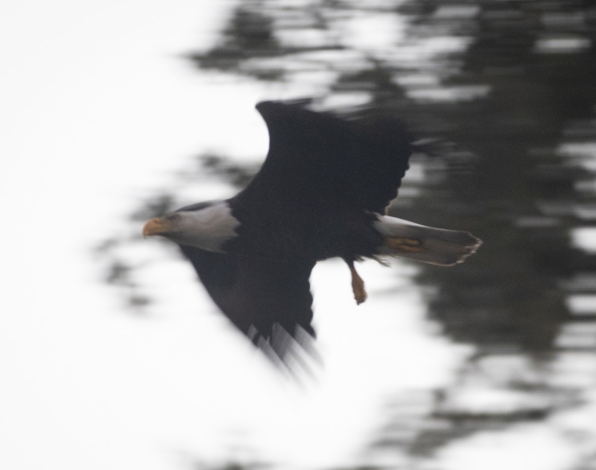 Bald Eagle - ML645294479