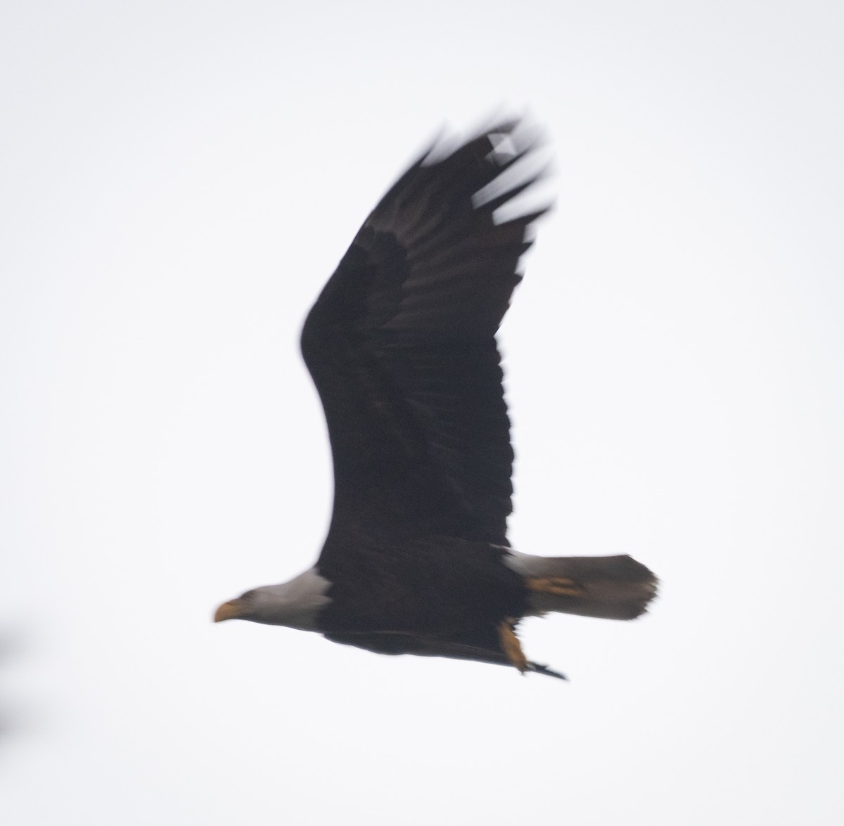 Bald Eagle - ML645294480