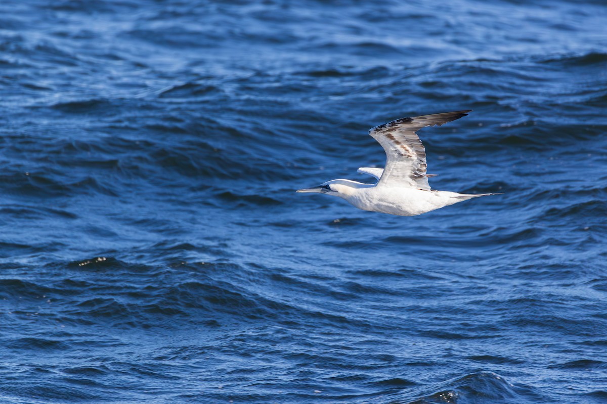 Northern Gannet - ML645294498