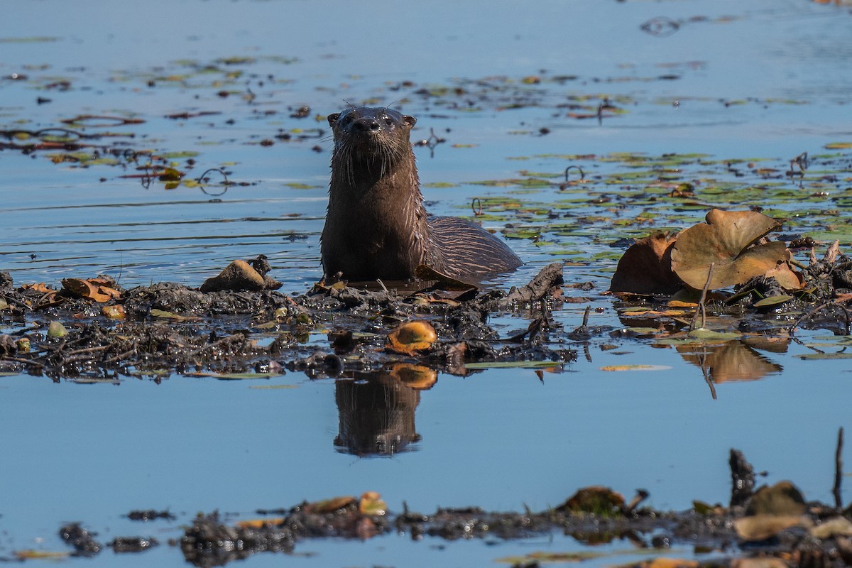 North American River Otter - ML645294512