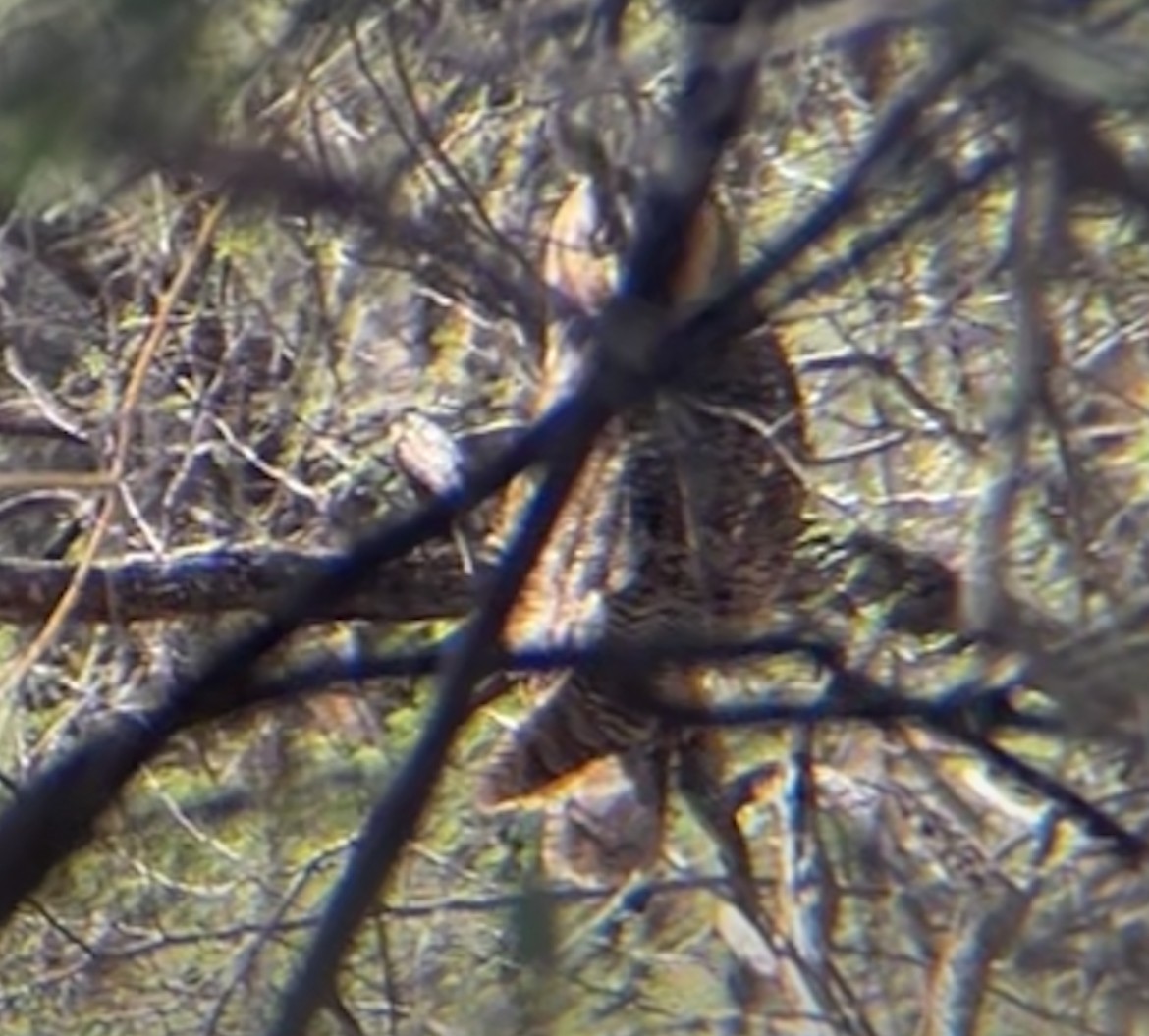 Long-eared Owl - ML645294517