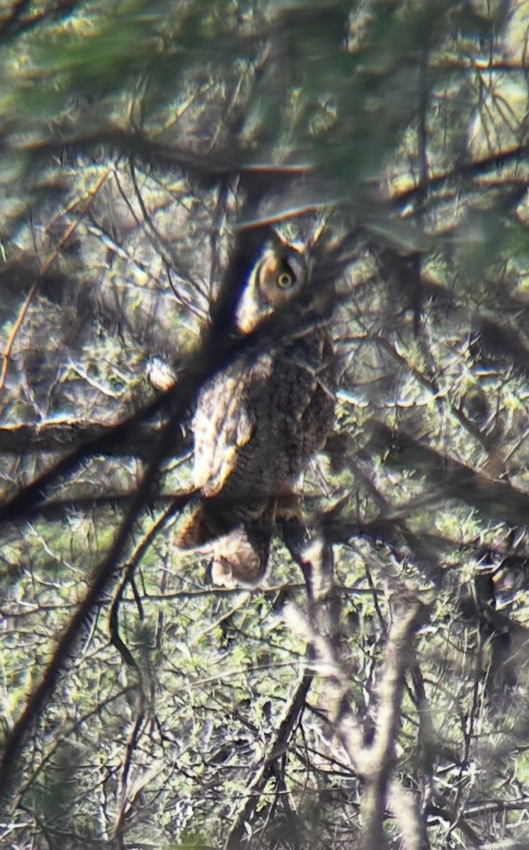 Long-eared Owl - ML645294518