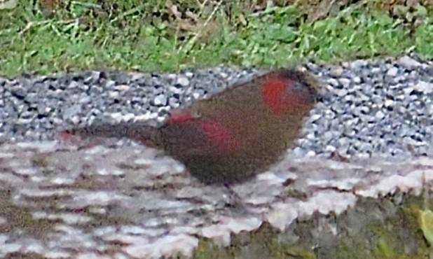 アカガオヤブドリ - ML645294519