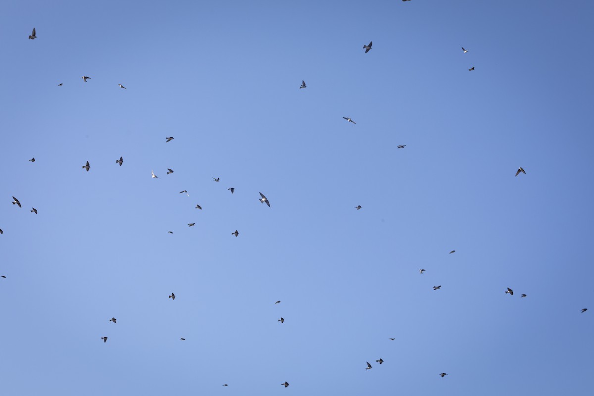 Tree Swallow - ML645294521