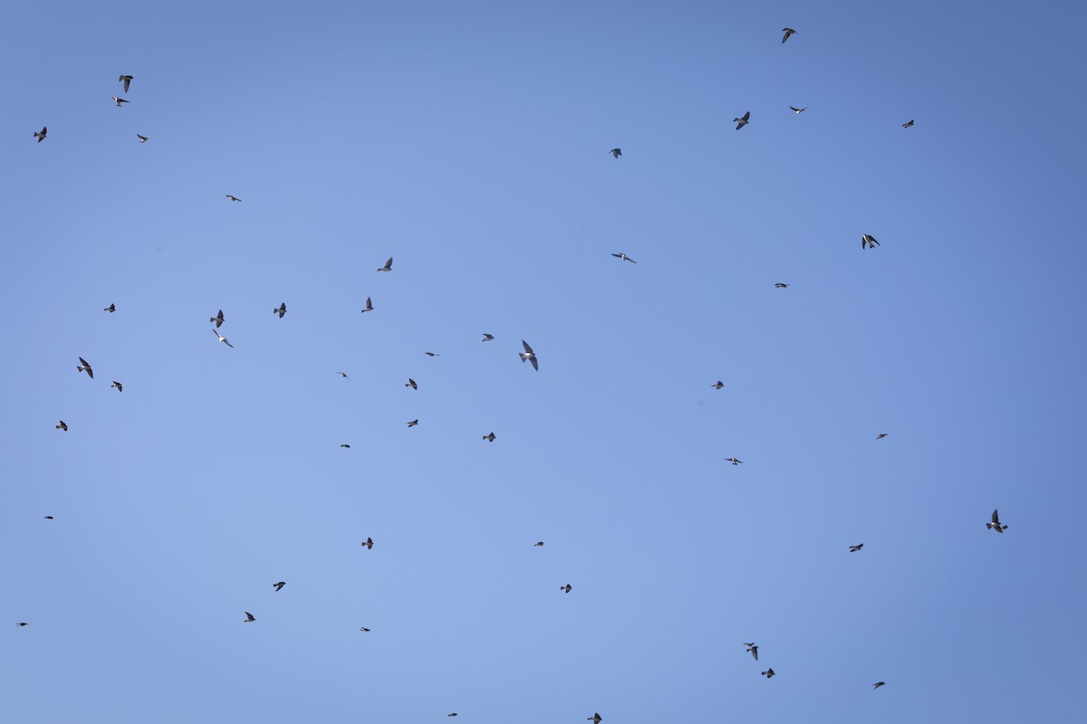 Tree Swallow - ML645294522