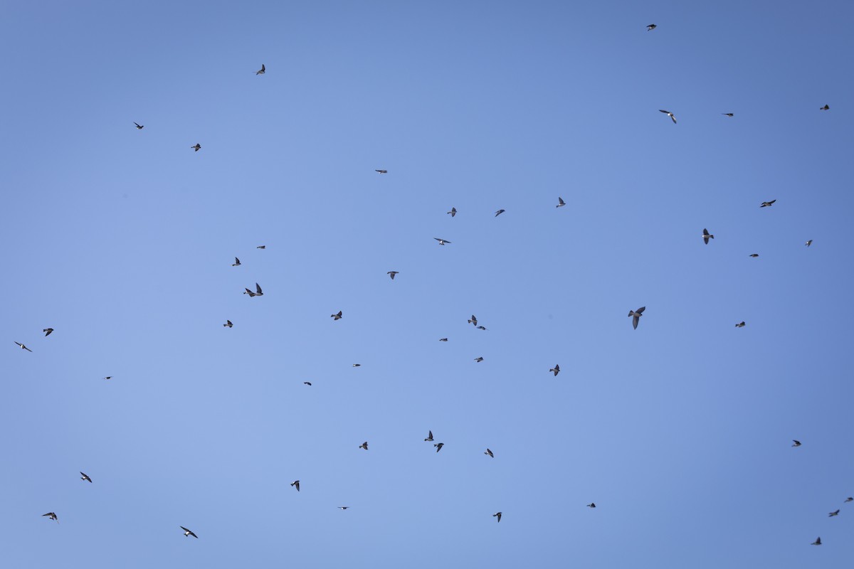 Tree Swallow - ML645294523