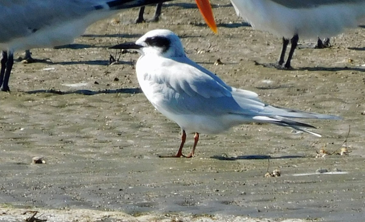 Forster's Tern - ML645294543