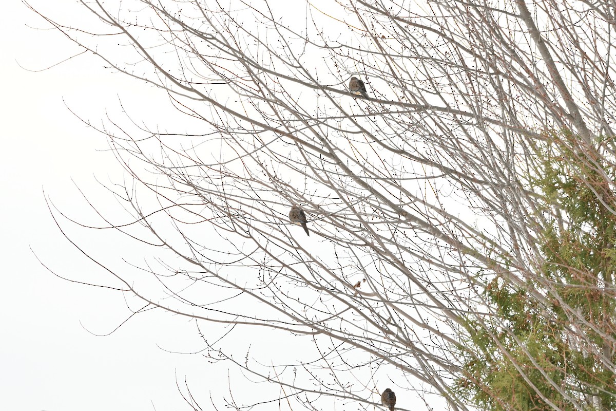 Mourning Dove - ML645294549