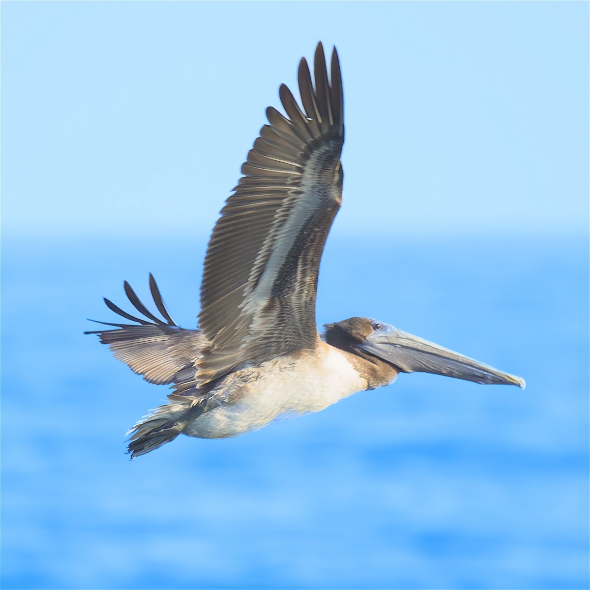 Brown Pelican - ML645294556