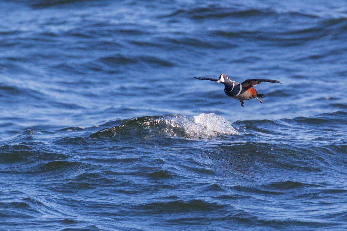 Harlequin Duck - ML645294582