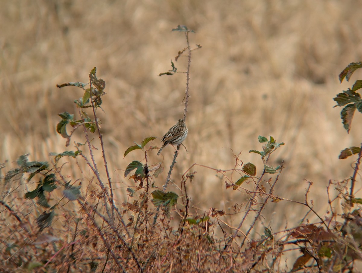 Savannah Sparrow - ML645294587