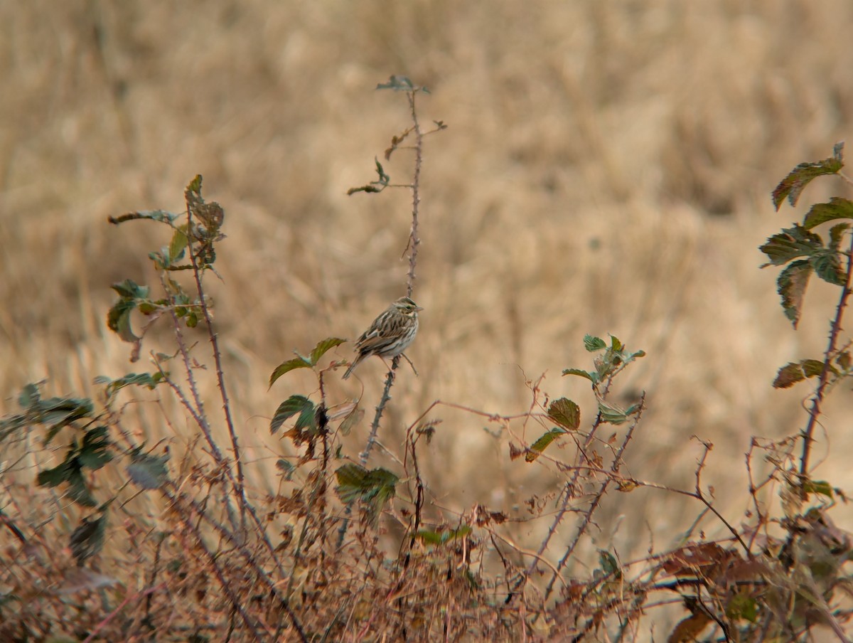 Savannah Sparrow - ML645294588
