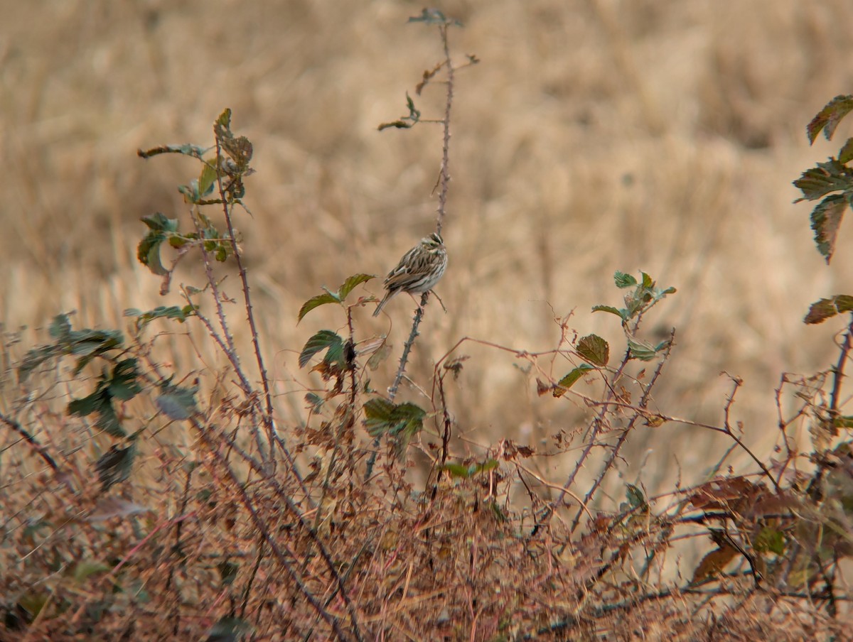 Savannah Sparrow - ML645294589