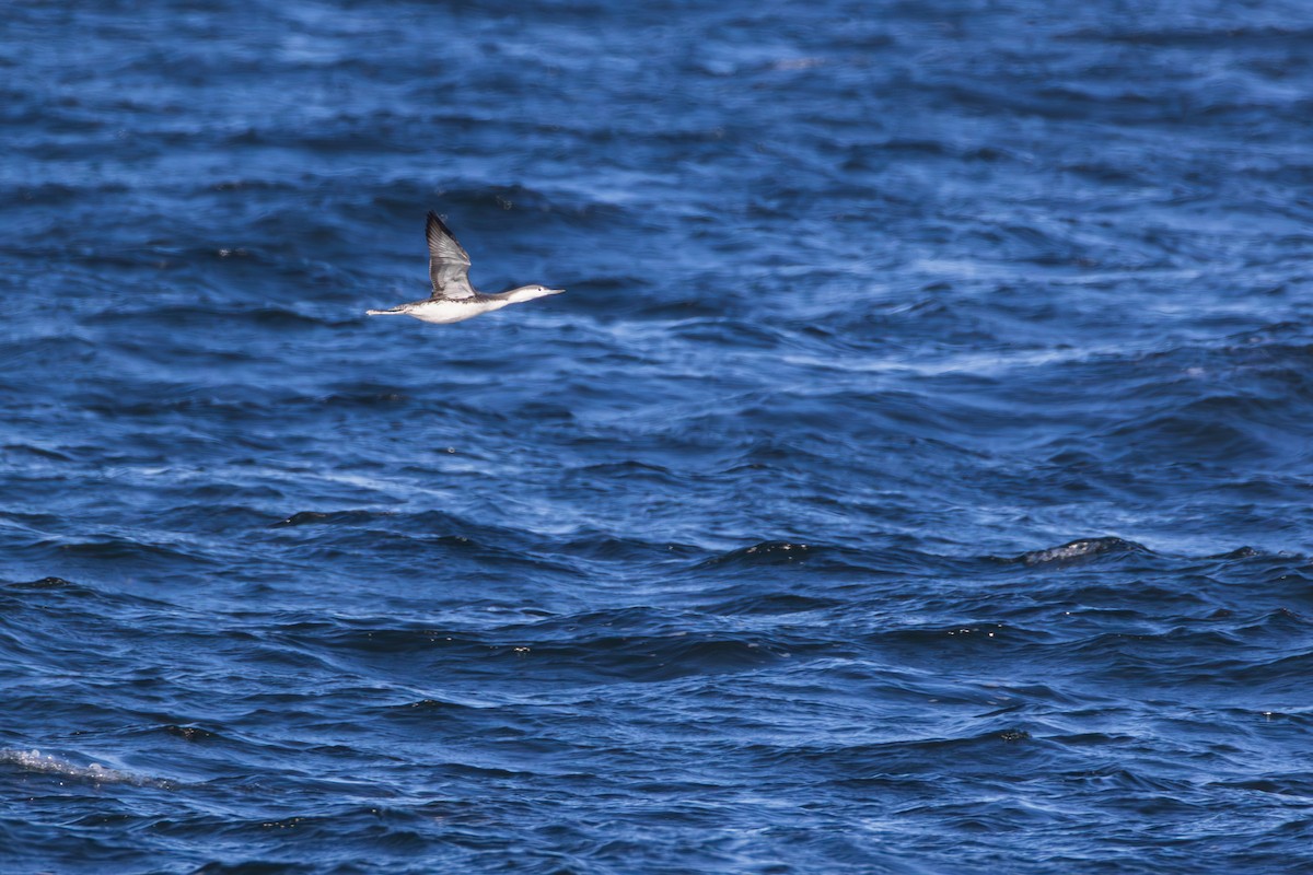 צוללן אדום-גרון - ML645294598