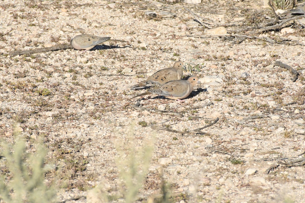 Mourning Dove - ML645294599