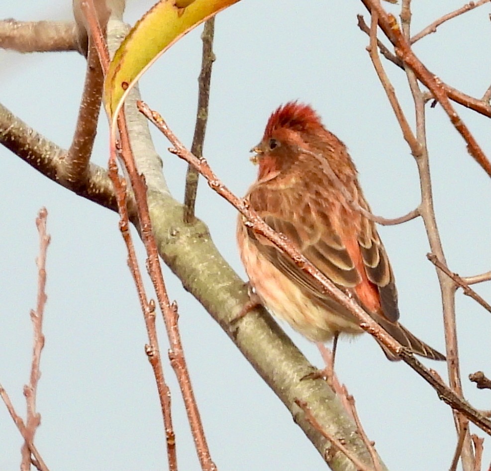 Roselin pourpré - ML645294601