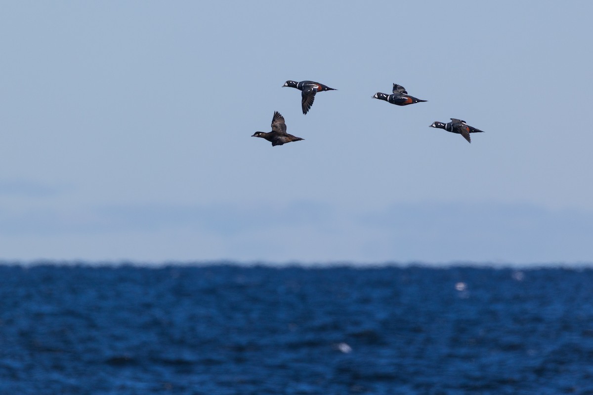 Harlequin Duck - ML645294606