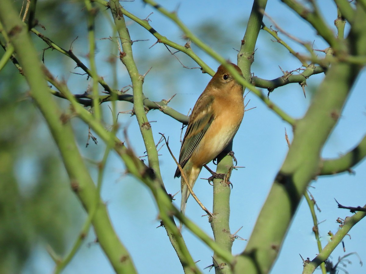 Lazuli Bunting - ML645294625
