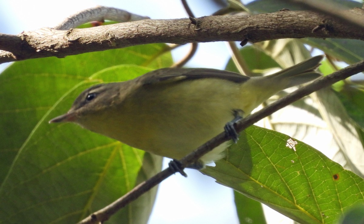 Bireo filadelfiarra - ML645294631