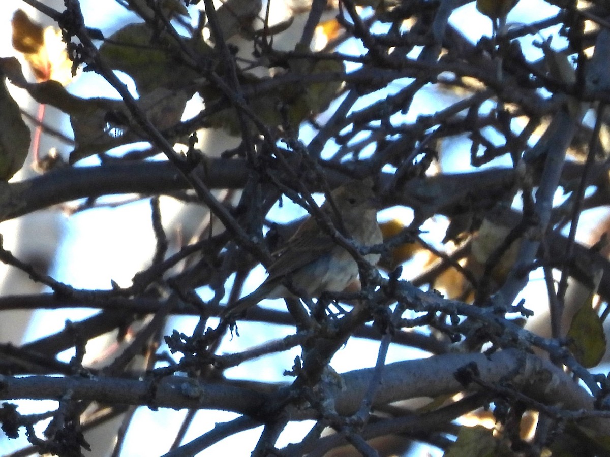 Indigo Bunting - ML645294633