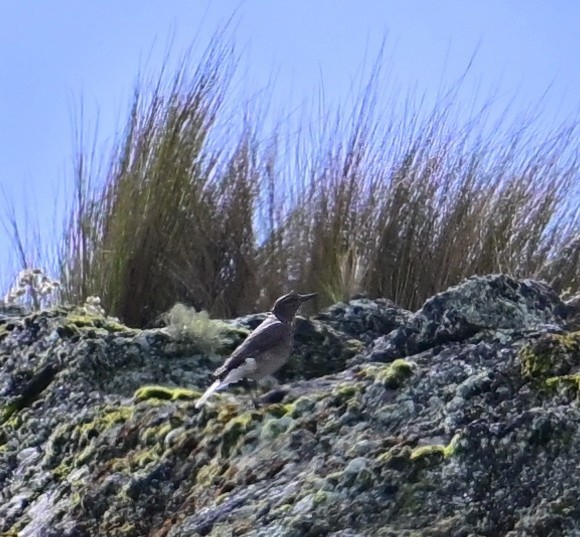 Black-billed Shrike-Tyrant - ML645294634