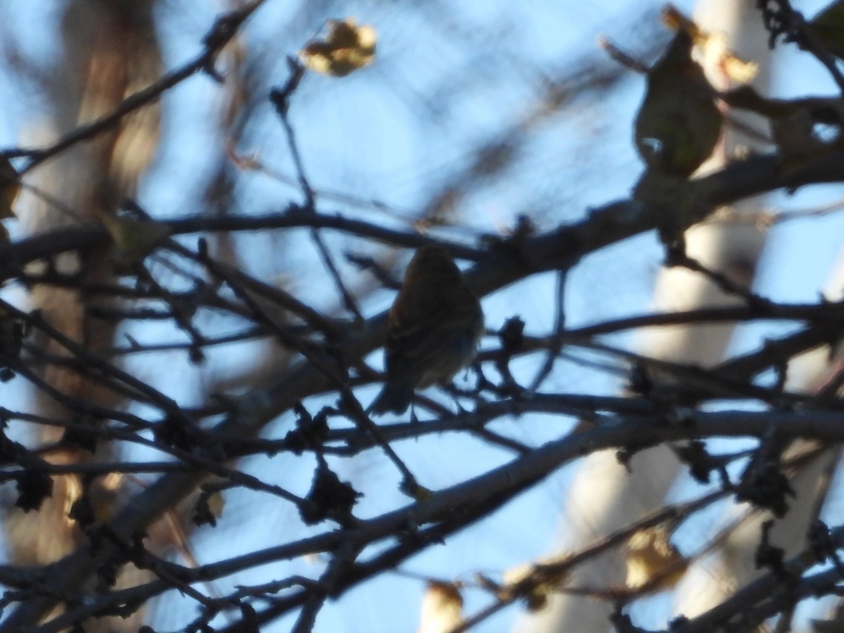 Indigo Bunting - ML645294635
