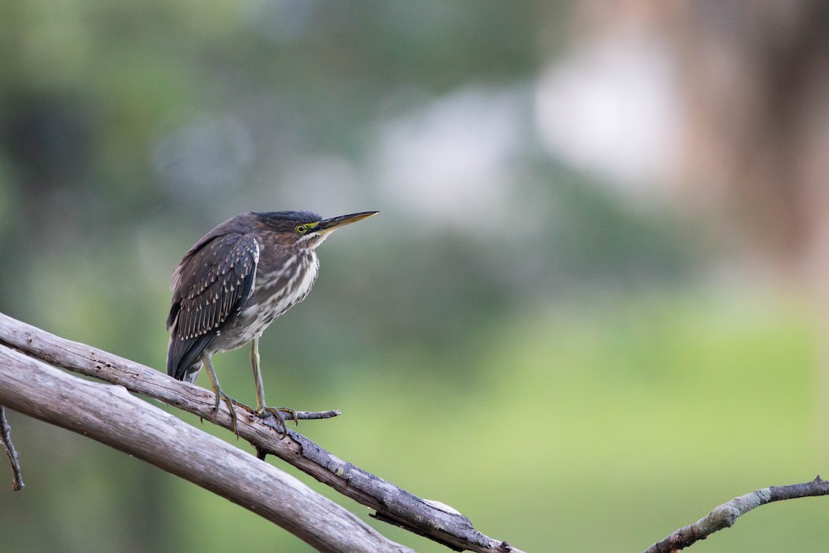 Green Heron (virescens/bahamensis) - ML645294663
