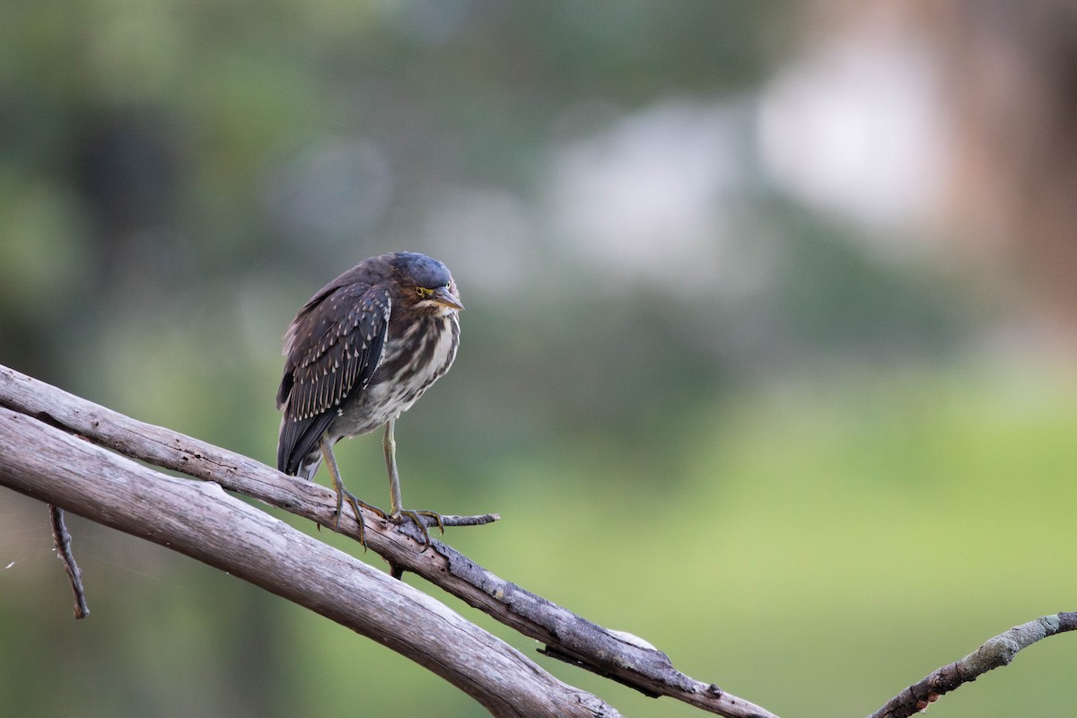 Green Heron (virescens/bahamensis) - ML645294664