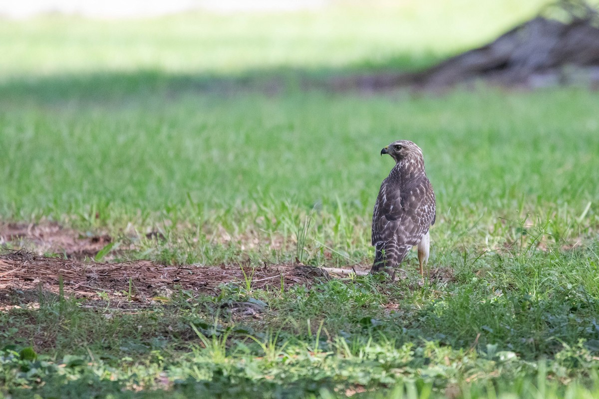 Red-shouldered Hawk (lineatus Group) - ML645294668