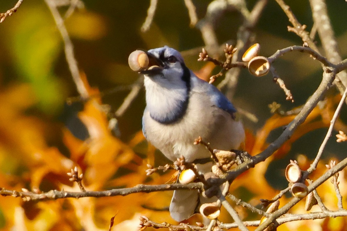 Blue Jay - ML645294671