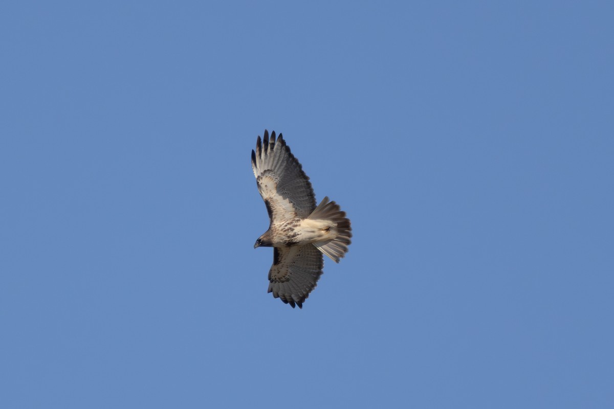 Zapelatz buztangorria - ML645294678