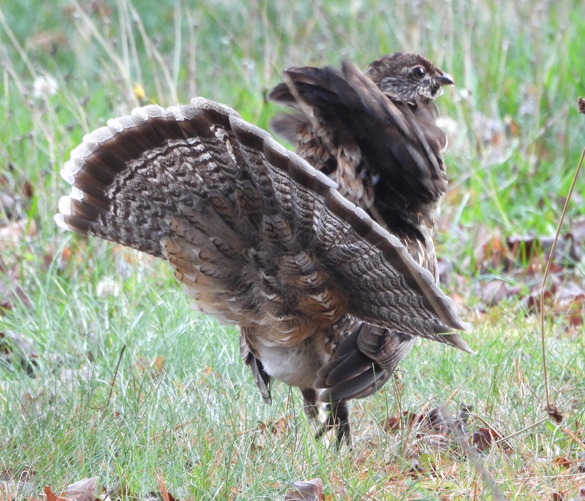 jeřábek kanadský - ML645294715