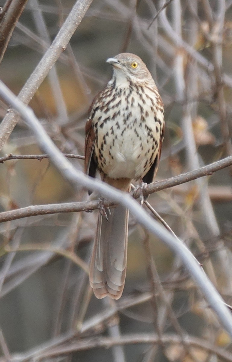 Brown Thrasher - ML645294740