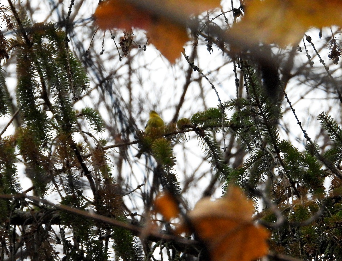 ホオアカアメリカムシクイ - ML645294752