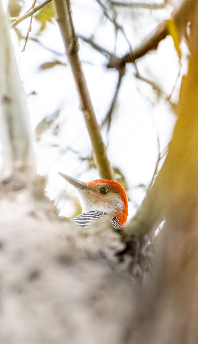 Red-bellied Woodpecker - ML645294759