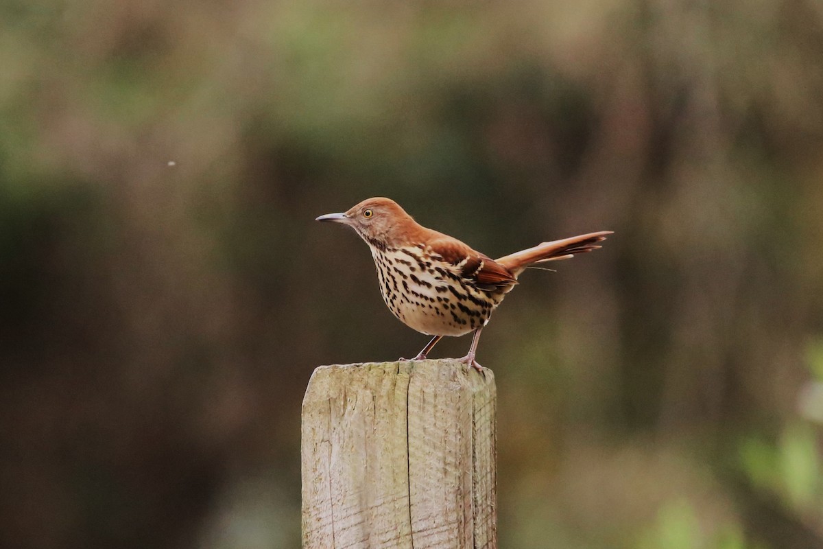 Brown Thrasher - ML645294762