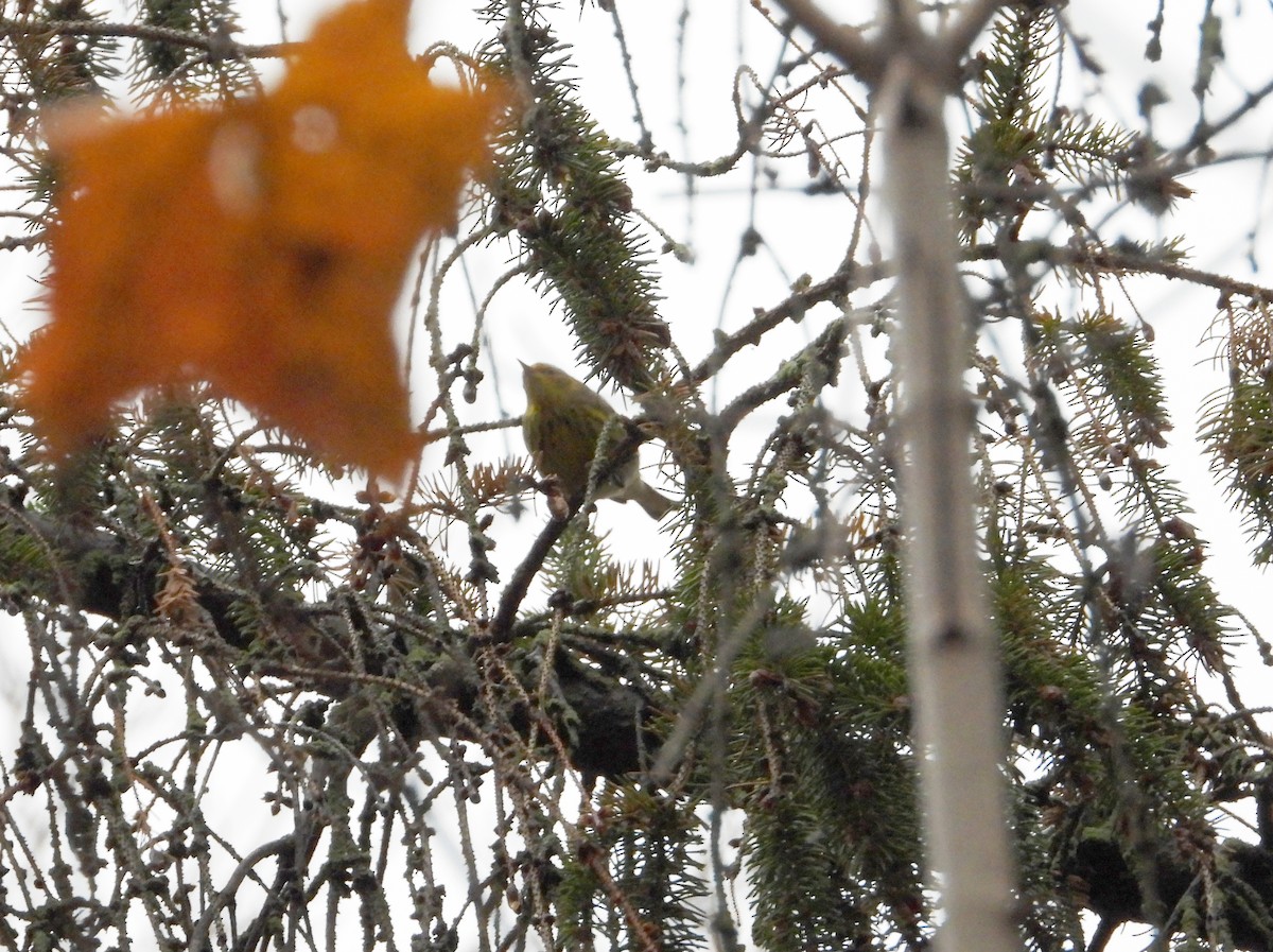 ホオアカアメリカムシクイ - ML645294765