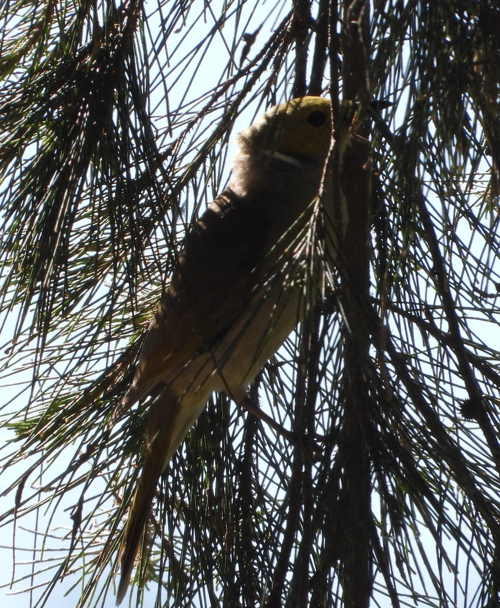 hvitsmykkehonningeter - ML645294784