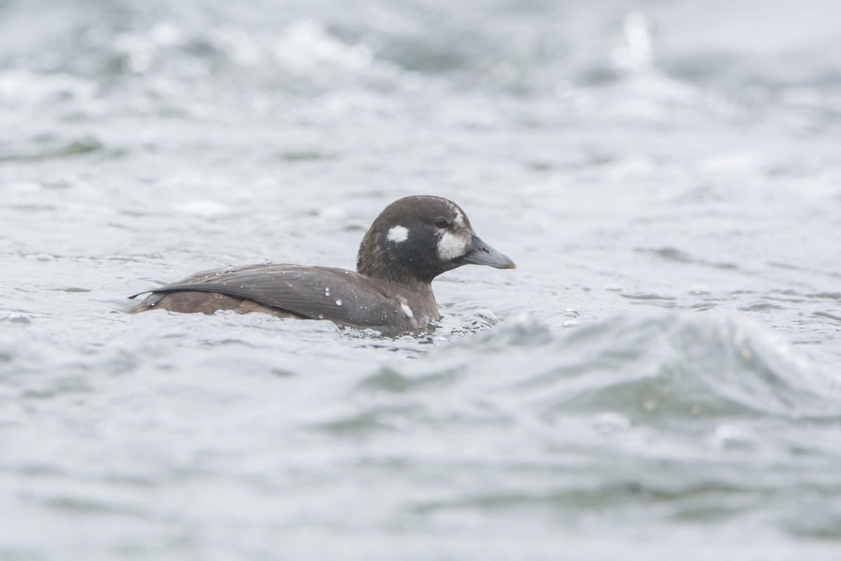 Harlequin Duck - ML645294787