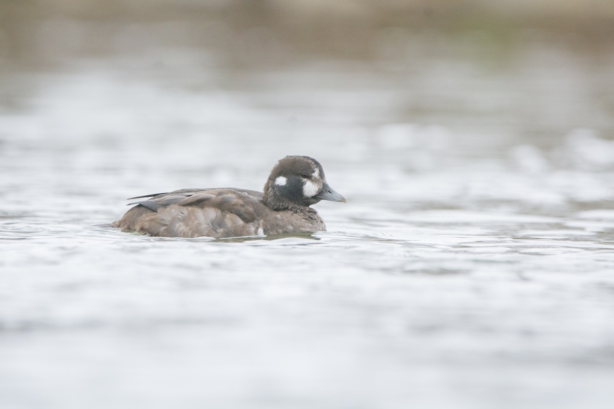 Harlequin Duck - ML645294788