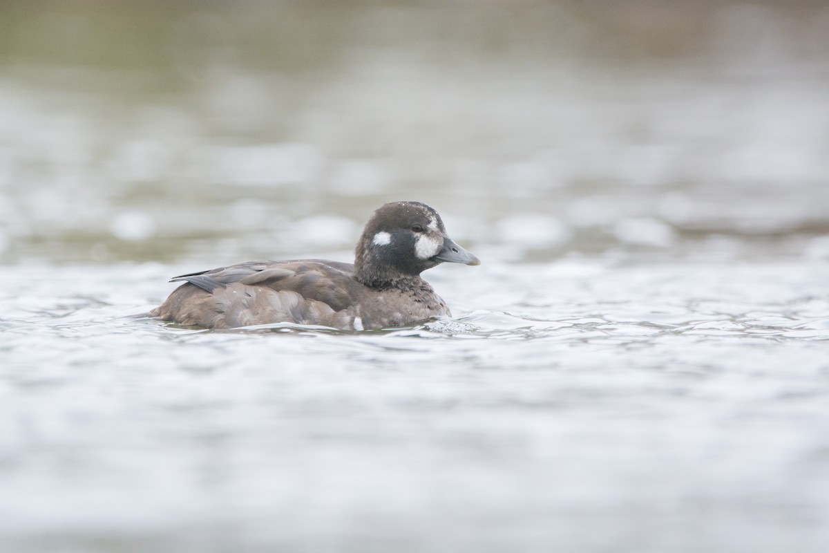 Harlequin Duck - ML645294789