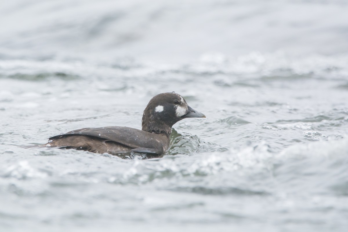 Harlequin Duck - ML645294790