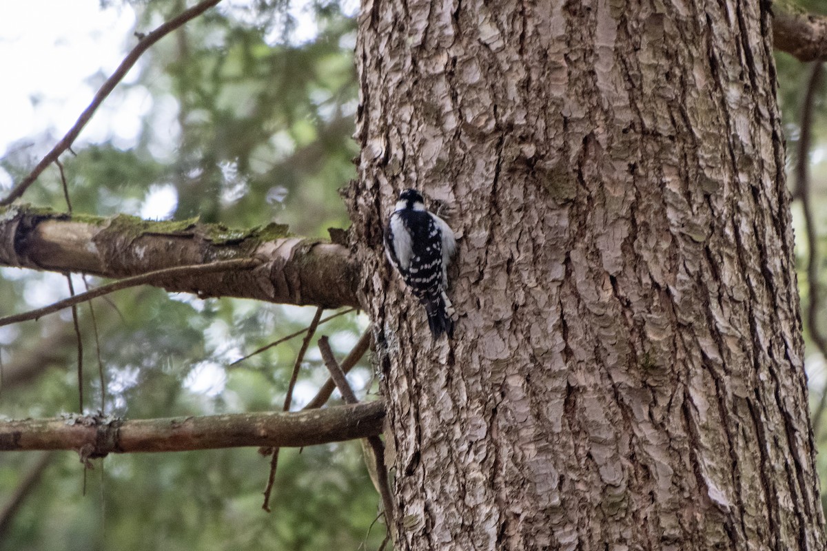 Downy Woodpecker - ML645294812