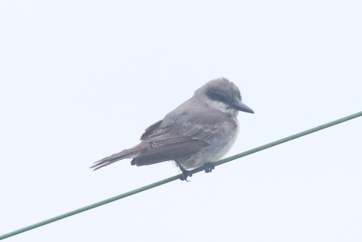 Gray Kingbird - ML645294820