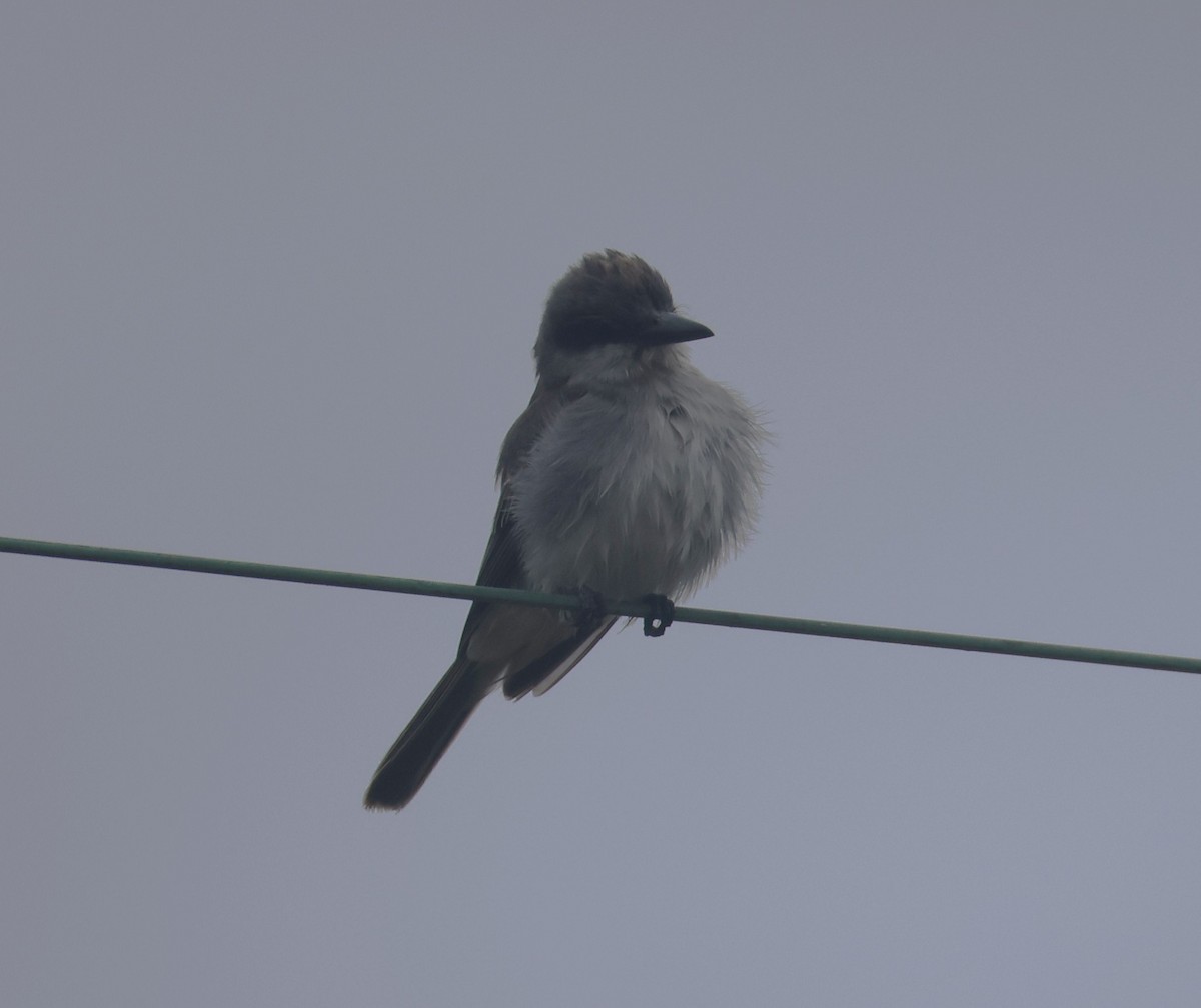 Gray Kingbird - ML645294821