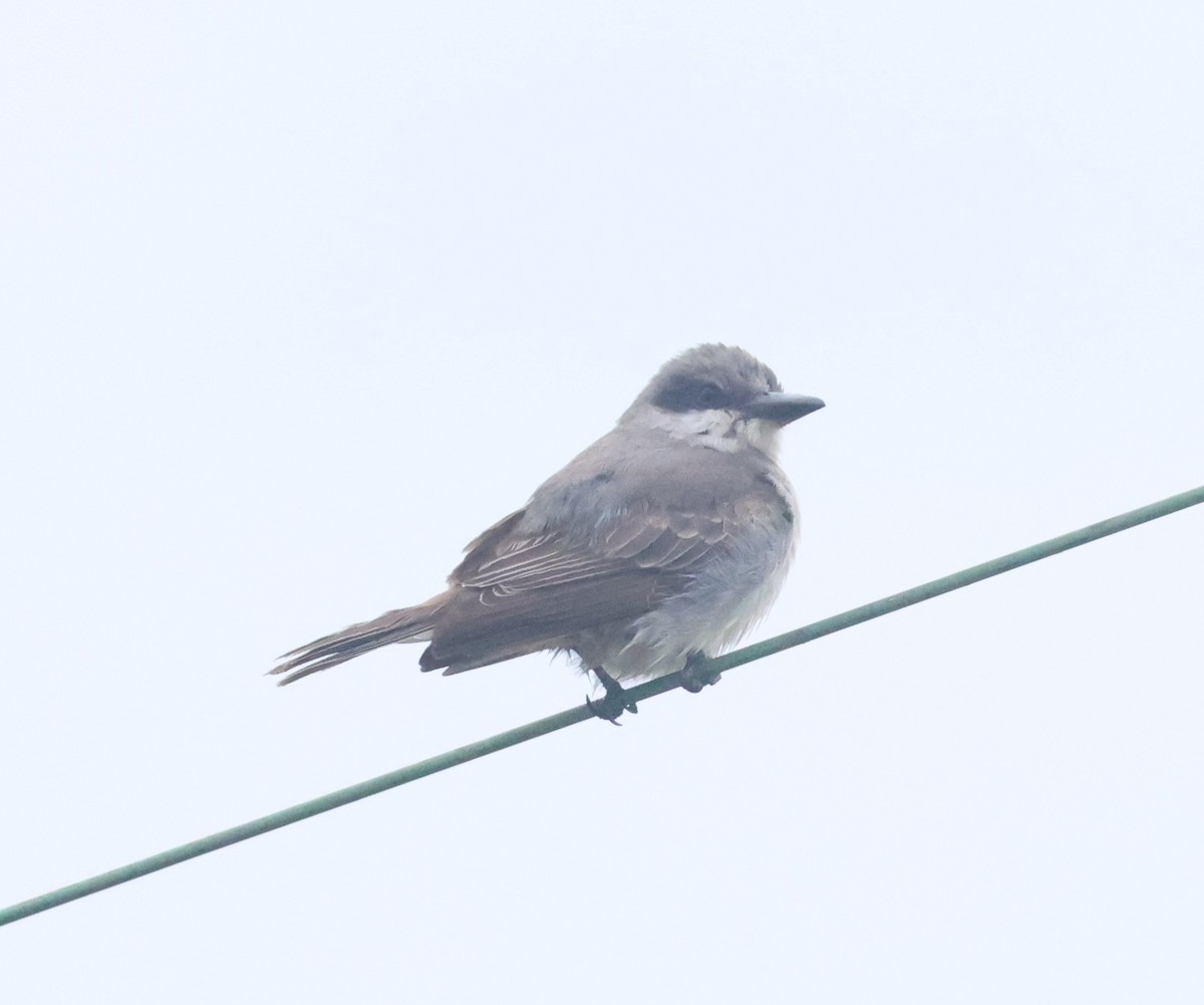 Gray Kingbird - ML645294822