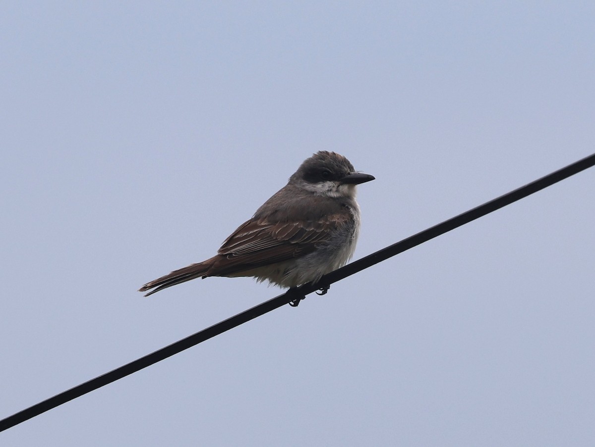 Gray Kingbird - ML645294823