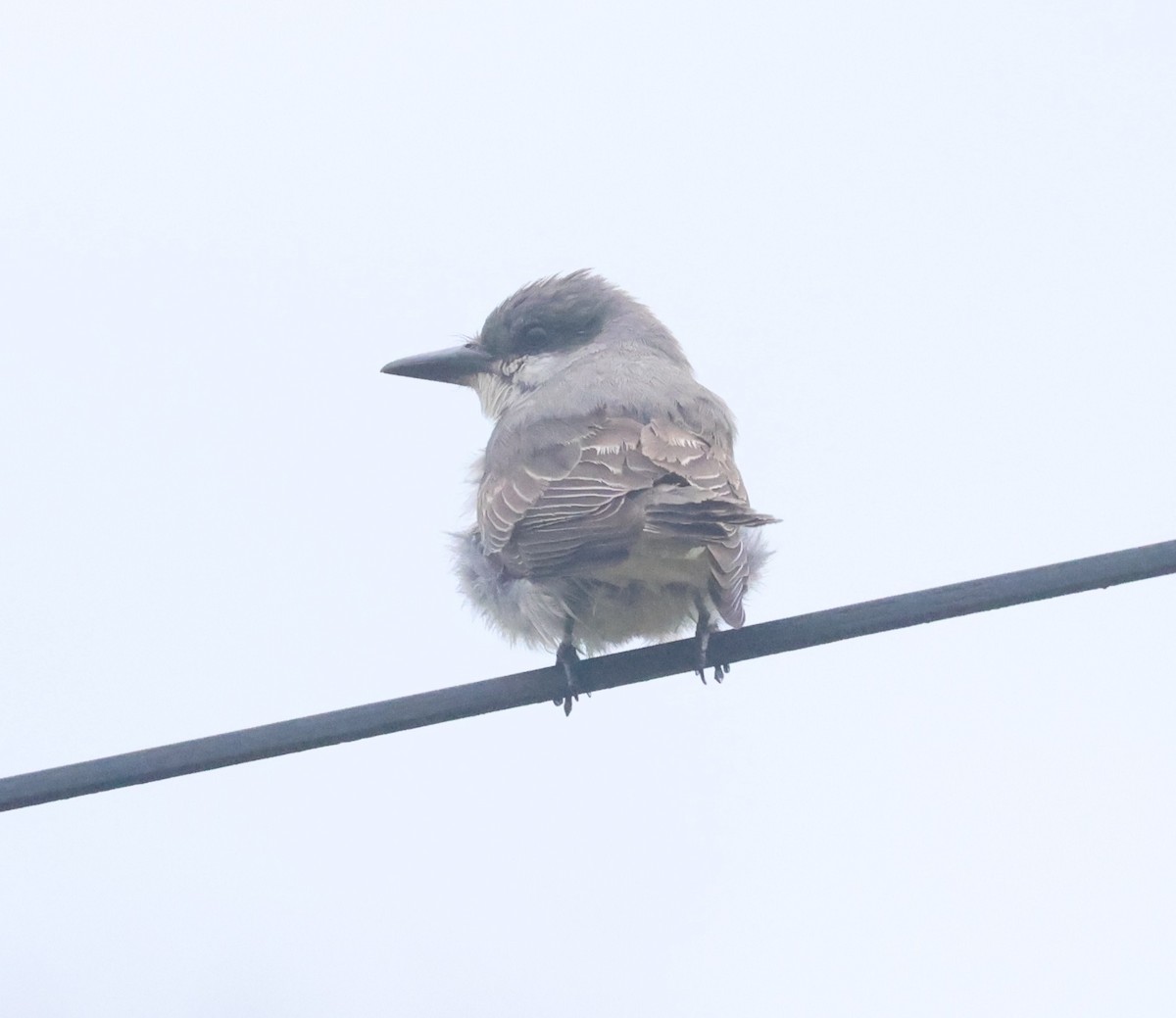 Gray Kingbird - ML645294824