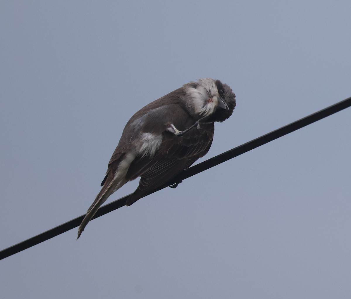 Gray Kingbird - ML645294826